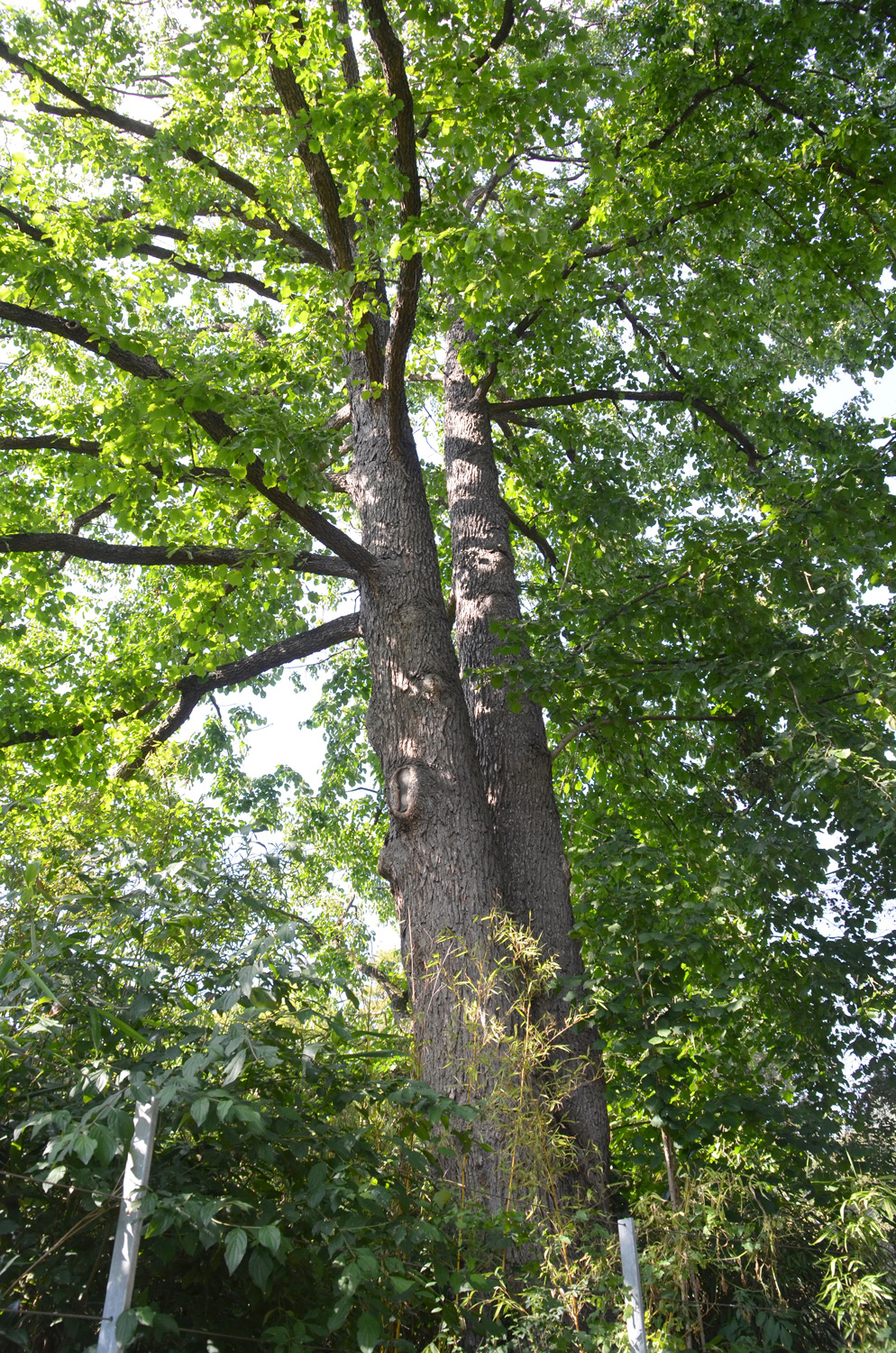 colurna Corylus