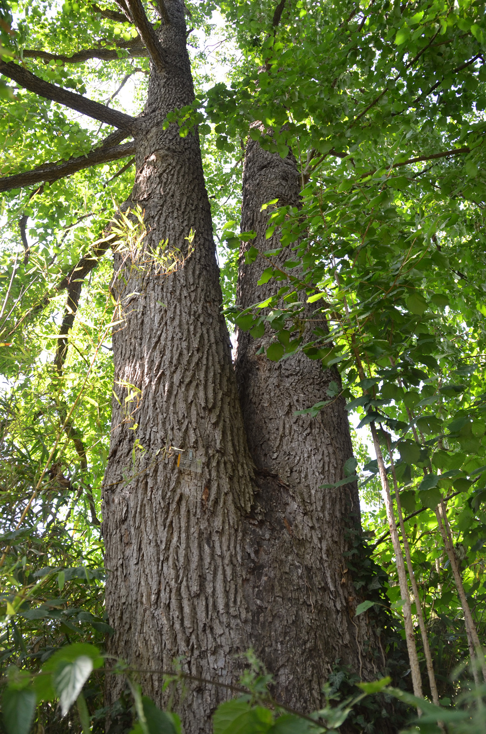 Corylus colurna - Stuttgart, Wilhelma - Aug. 2019