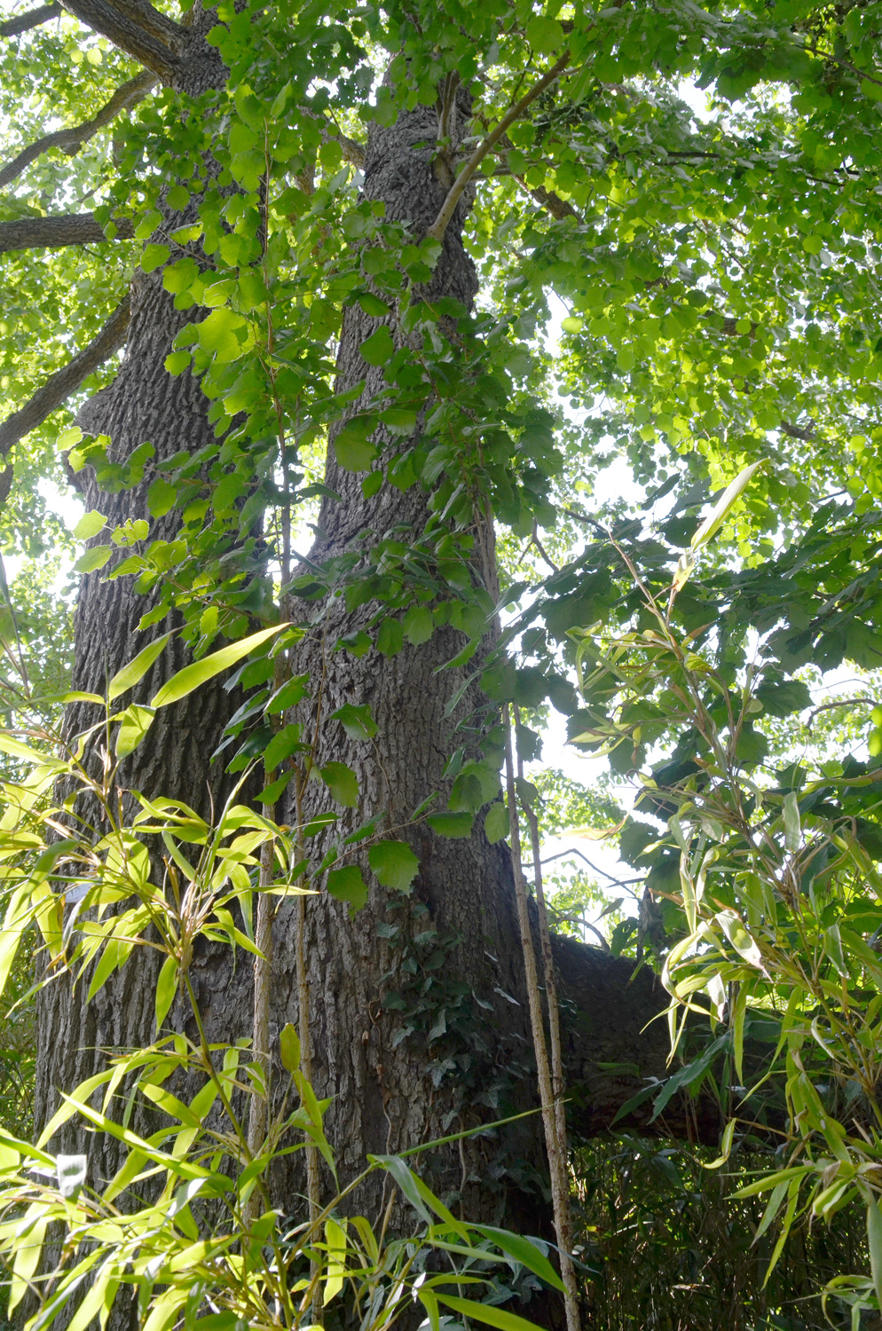 Corylus colurna - Stuttgart, Wilhelma - Aug. 2019