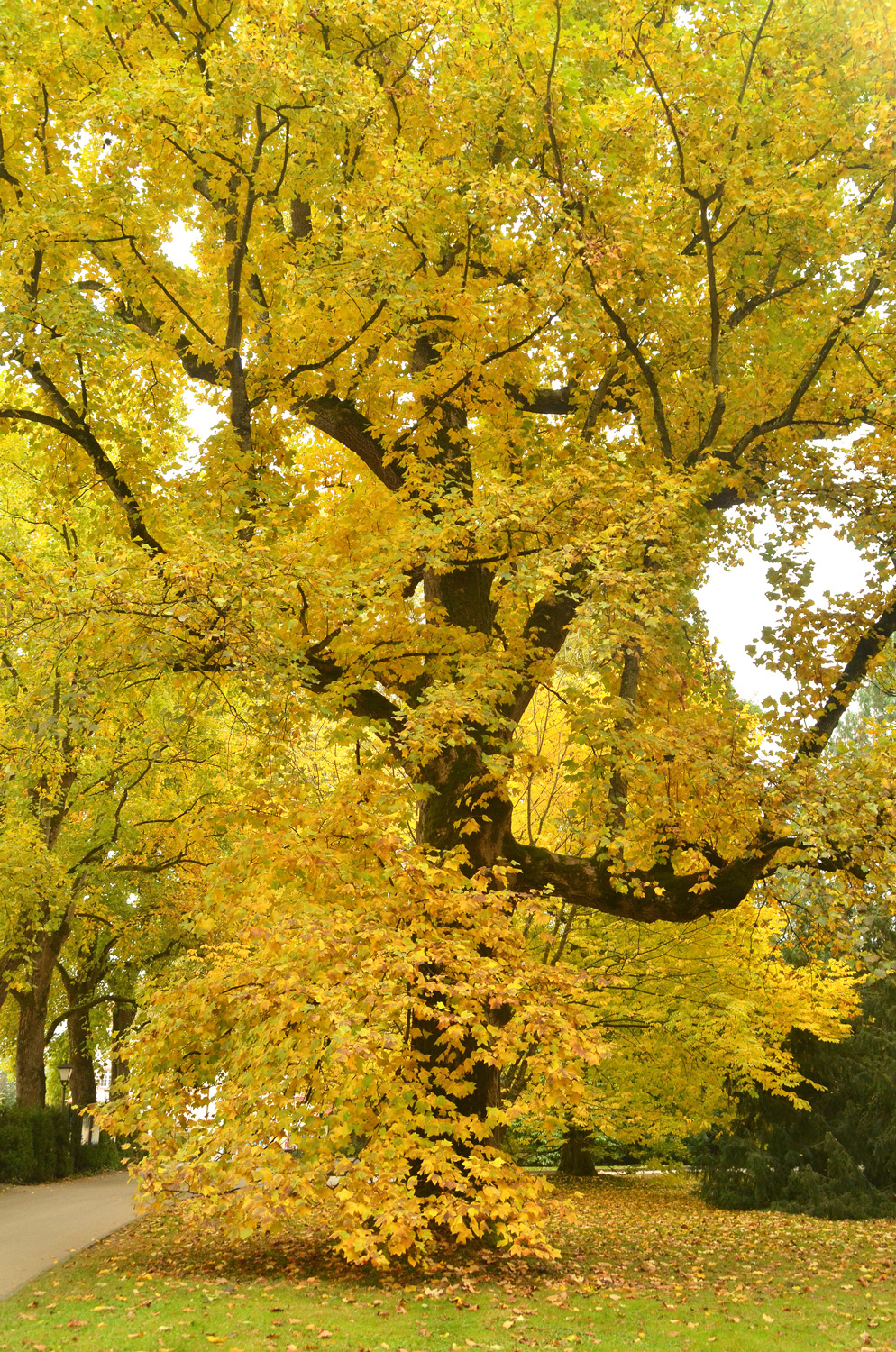 Liriodendron tulipifera