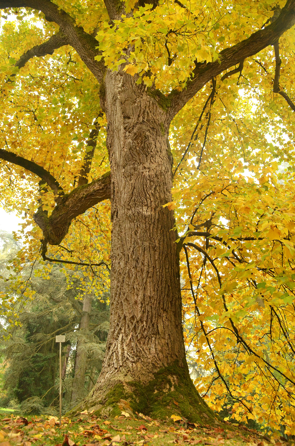 Liriodendron tulipifera - Insel Mainau, Arboretum - Okt. 2021