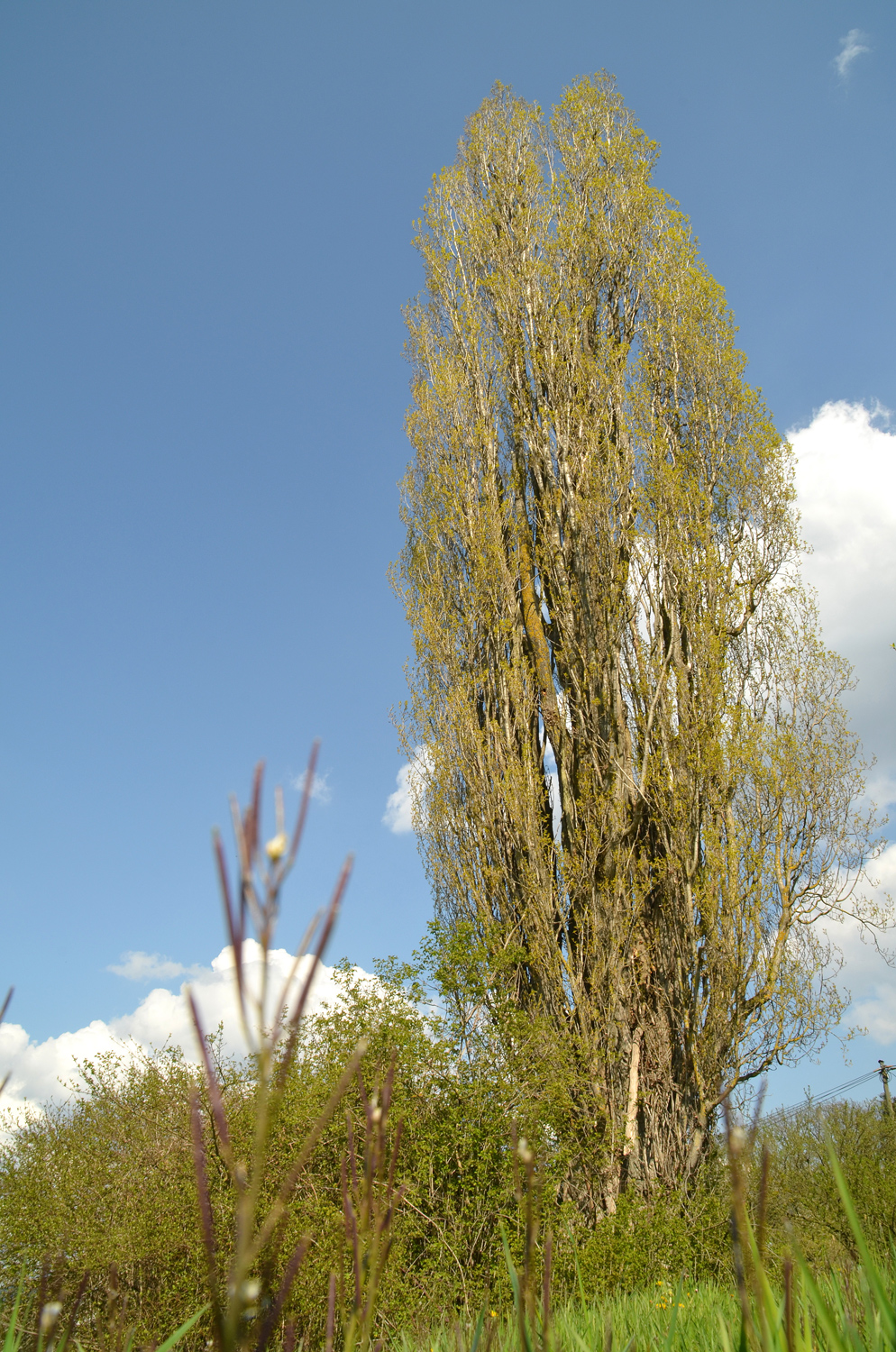 Pyramiden-Pappel - Oberkirch-Butschbach - April 2021