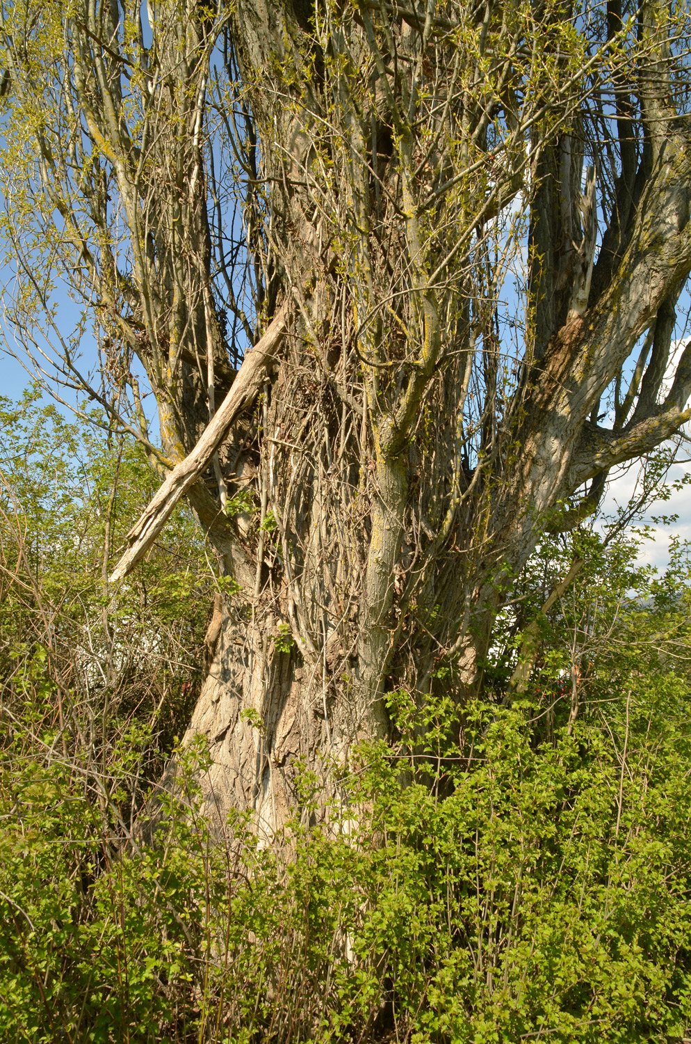 Pyramiden-Pappel - Oberkirch-Butschbach - April 2021