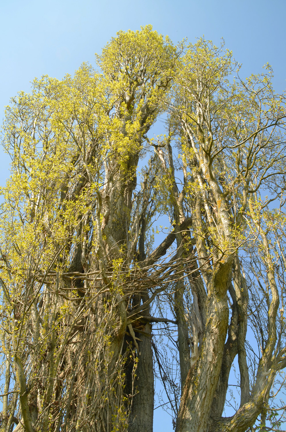 Pyramiden-Pappel - Oberkirch-Butschbach - April 2021