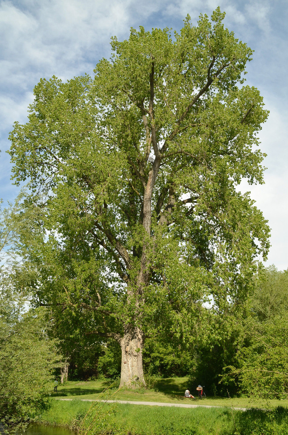 Hybrid-Pappel - Karlsruhe-Grünwinkel - Mai 2021
