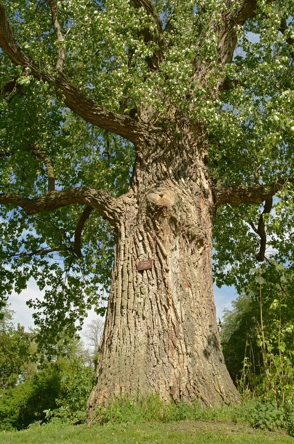 Hybrid-Pappel - Karlsruhe-Grünwinkel - Mai 2021