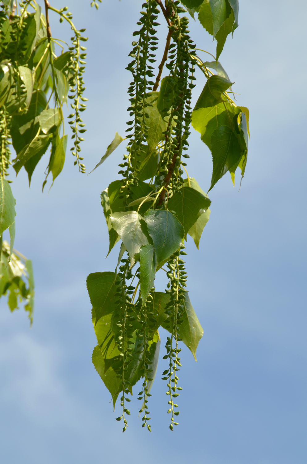 Hybrid-Pappel - Karlsruhe-Grünwinkel - Mai 2021