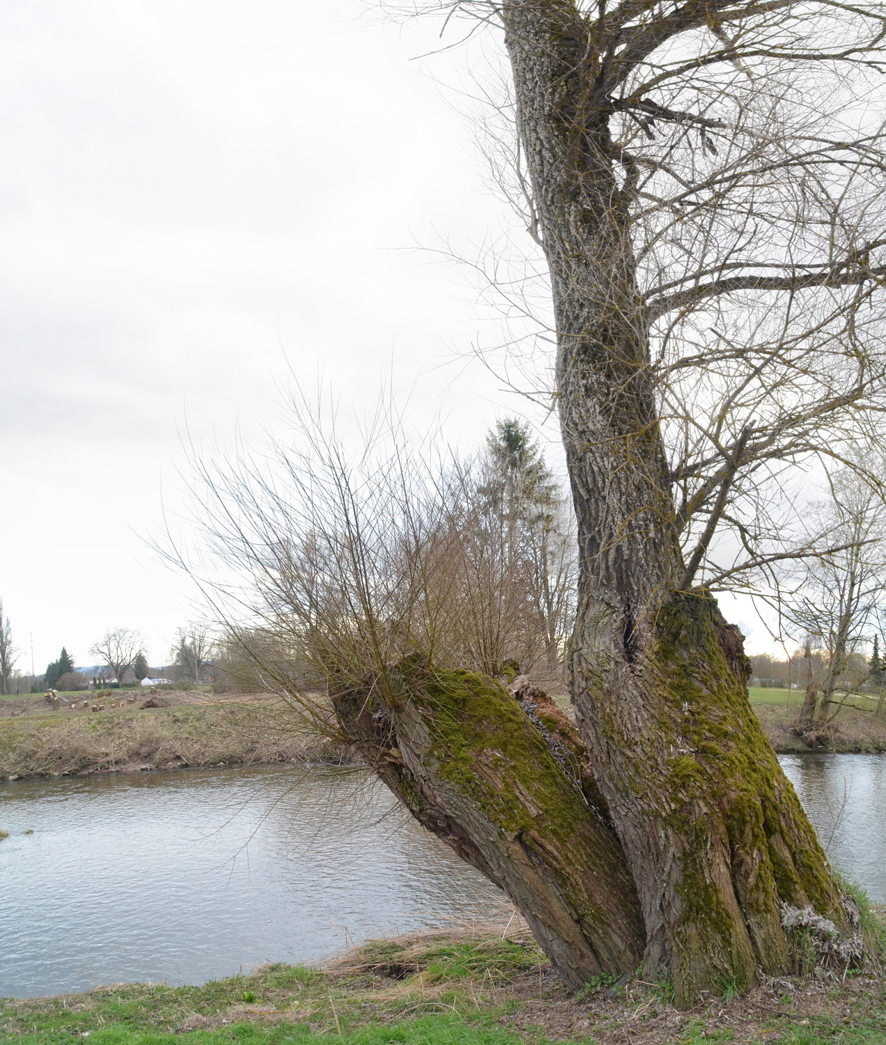 Silber-Weide - Donaueschingen, FF-Park - März 2020