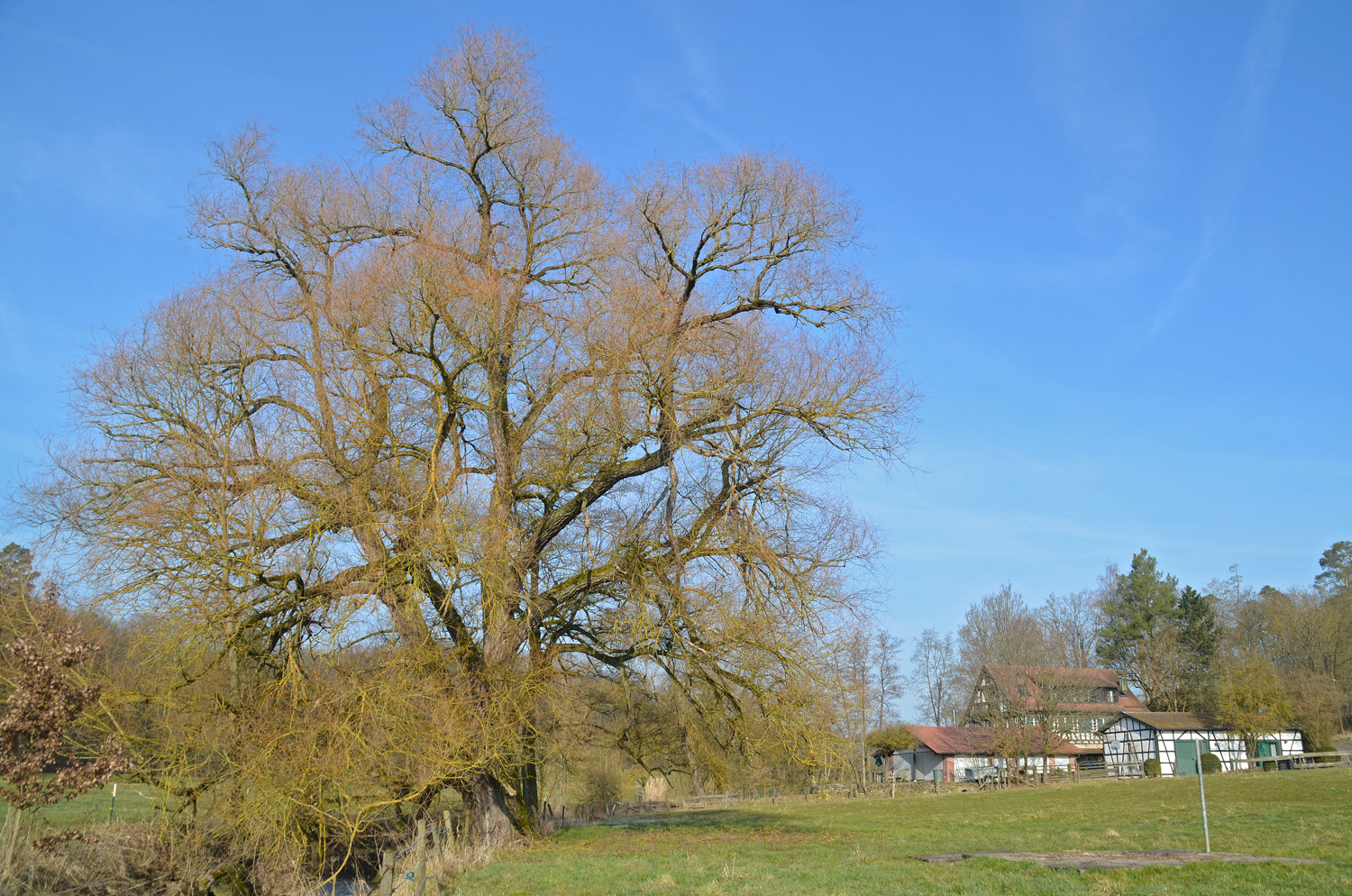 Silber-Weide - Ehningen-Mauren - März 2018