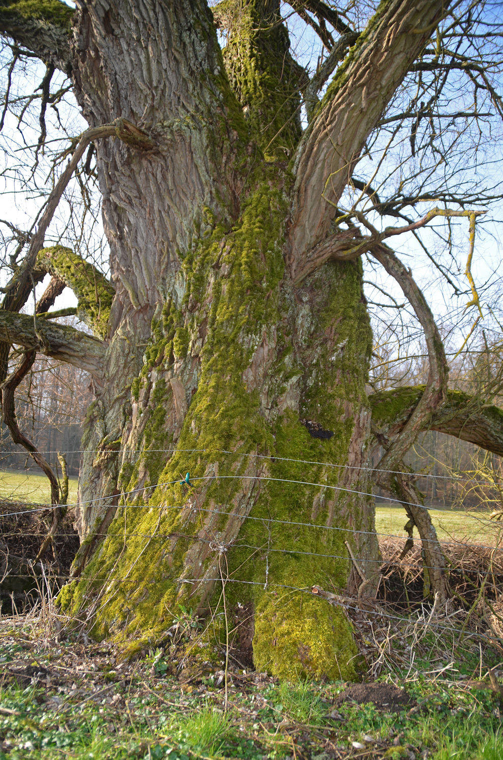 Silber-Weide - Ehningen-Mauren - März 2018