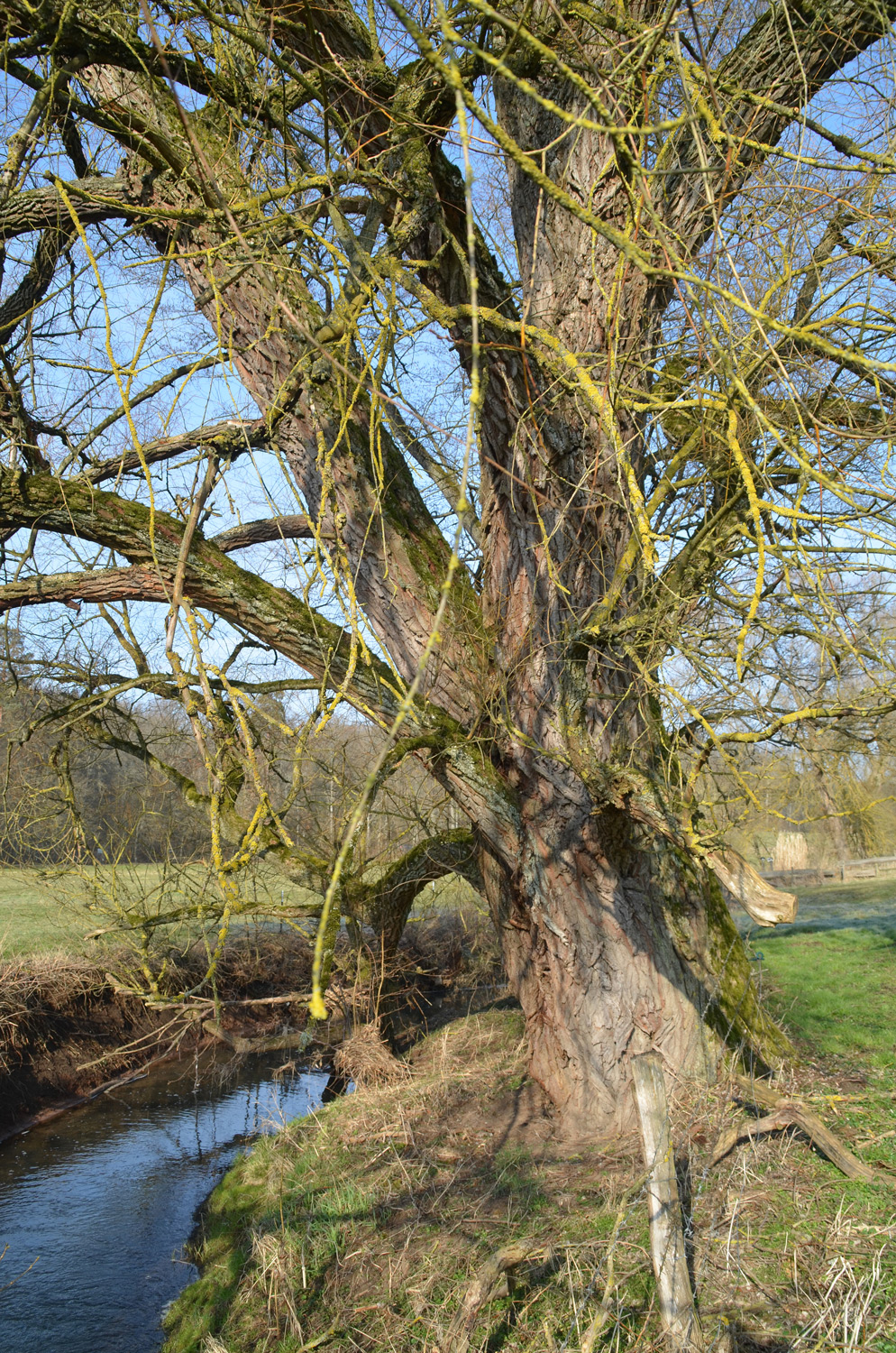 Silber-Weide - Ehningen-Mauren - März 2018