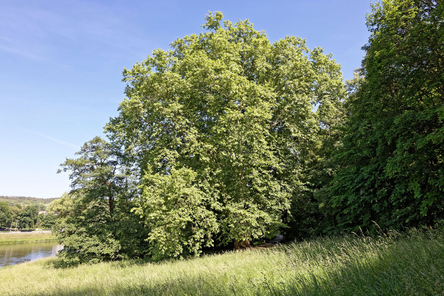 Platanus × hispanica - Triefenstein - 2021