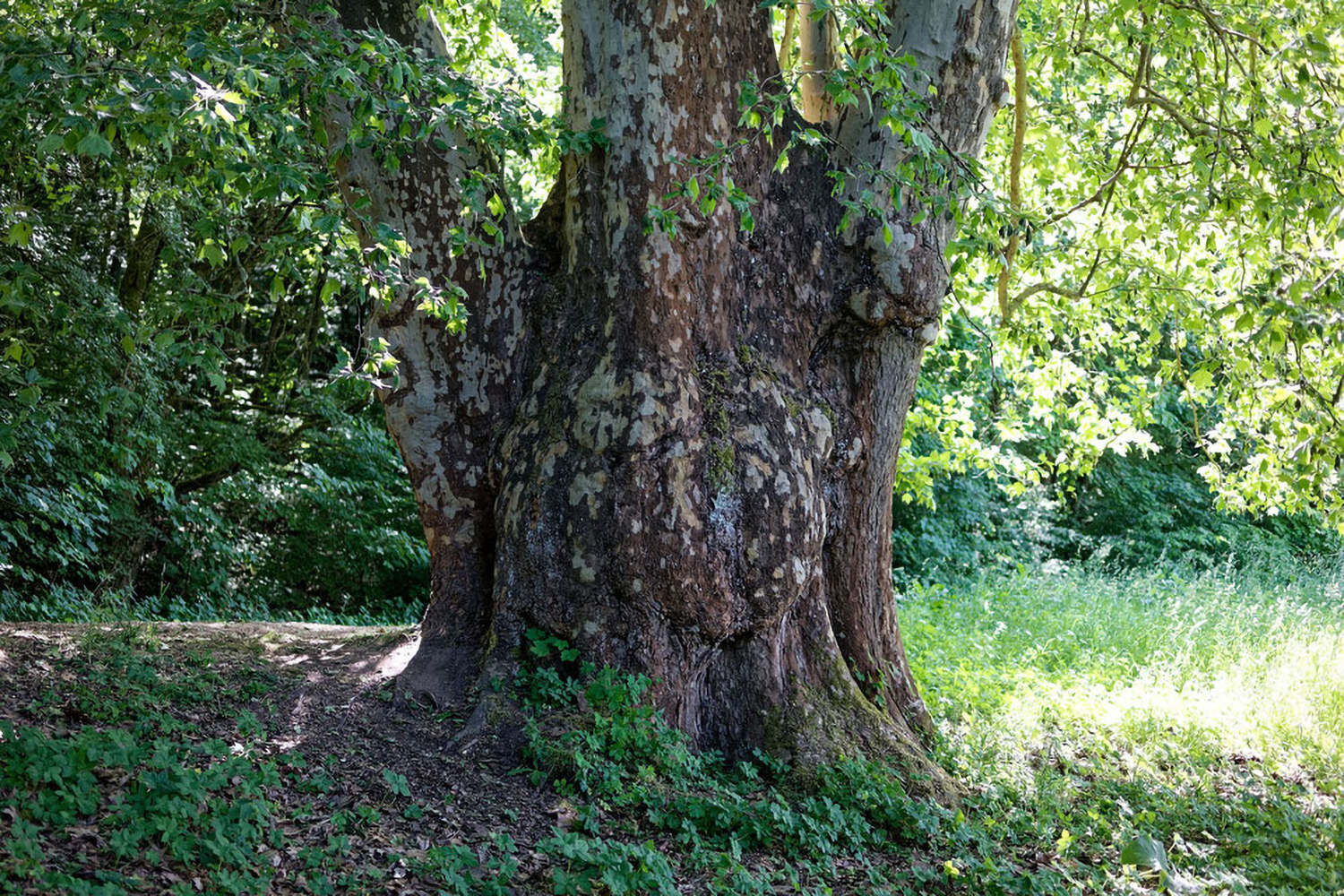 Platanus × hispanica - Triefenstein - 2021