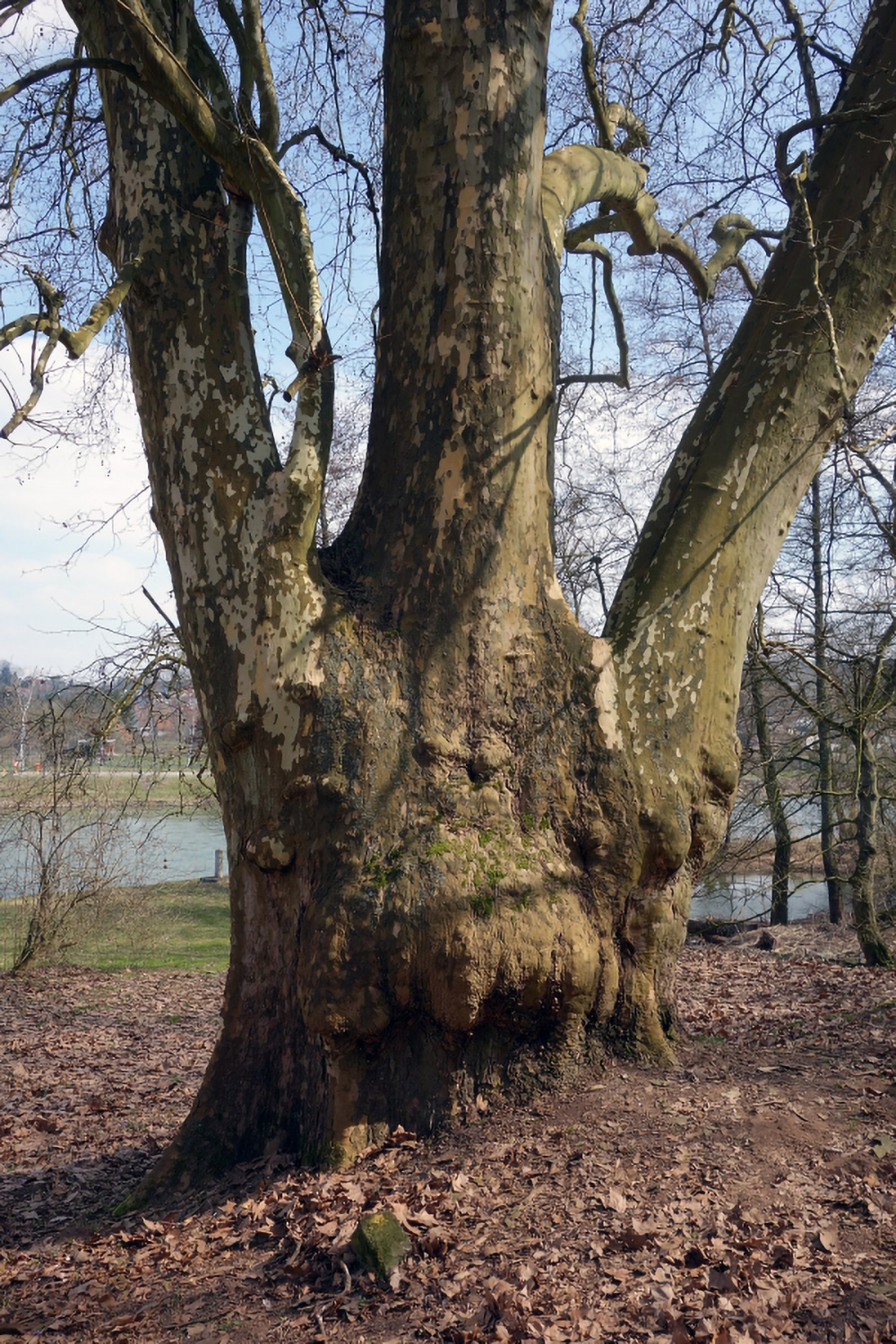 Platanus × hispanica - Triefenstein - 2013