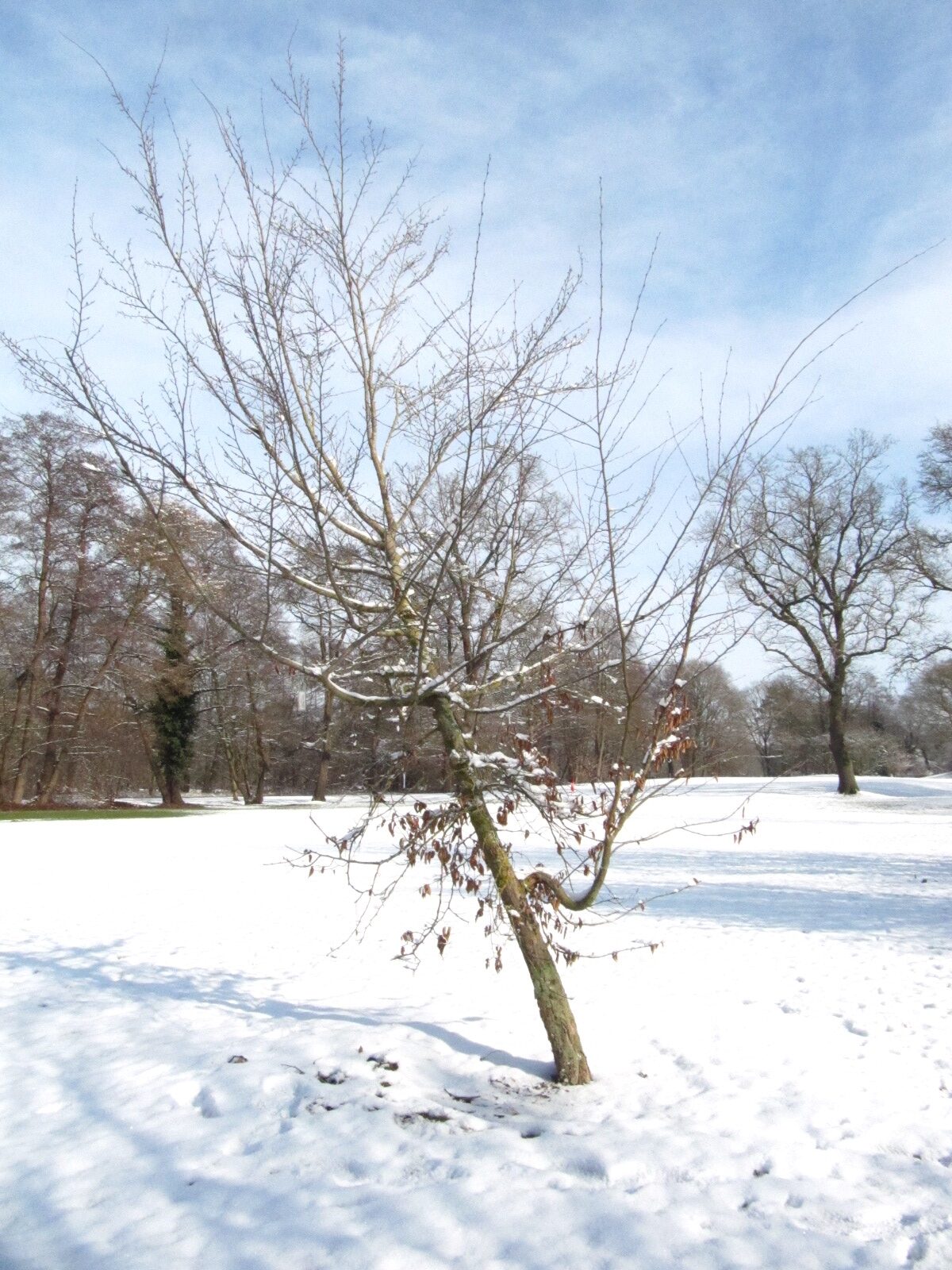 Carpinus henryana