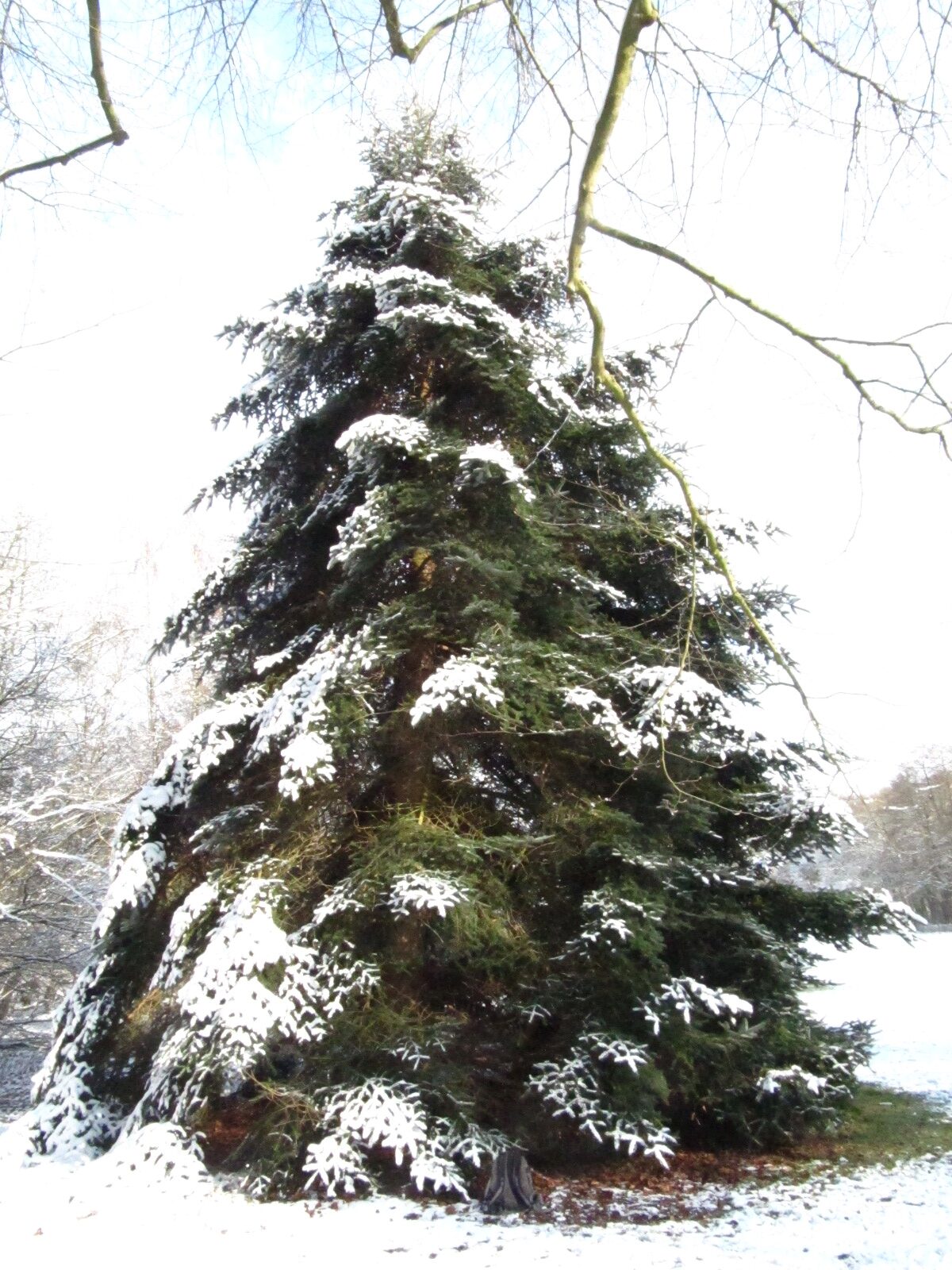 Abies homolepis