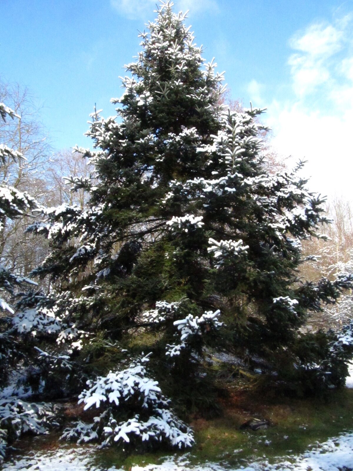 Abies delavayi