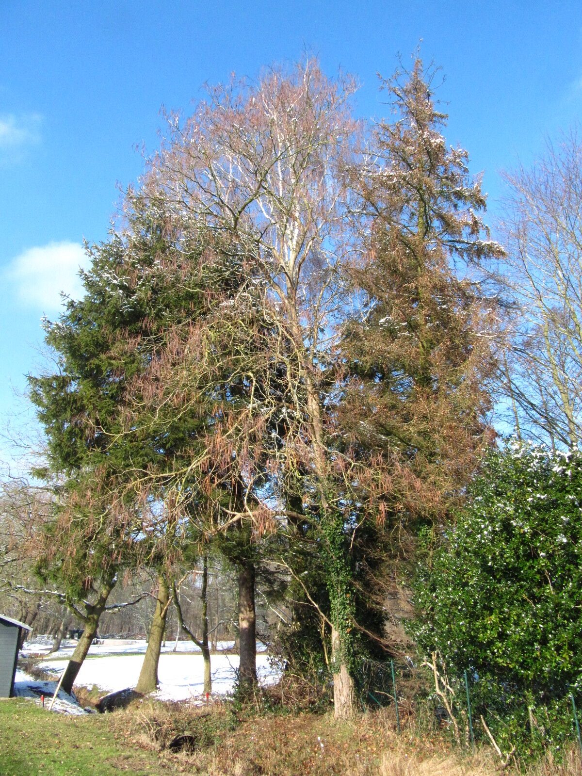 × erubescens Catalpa