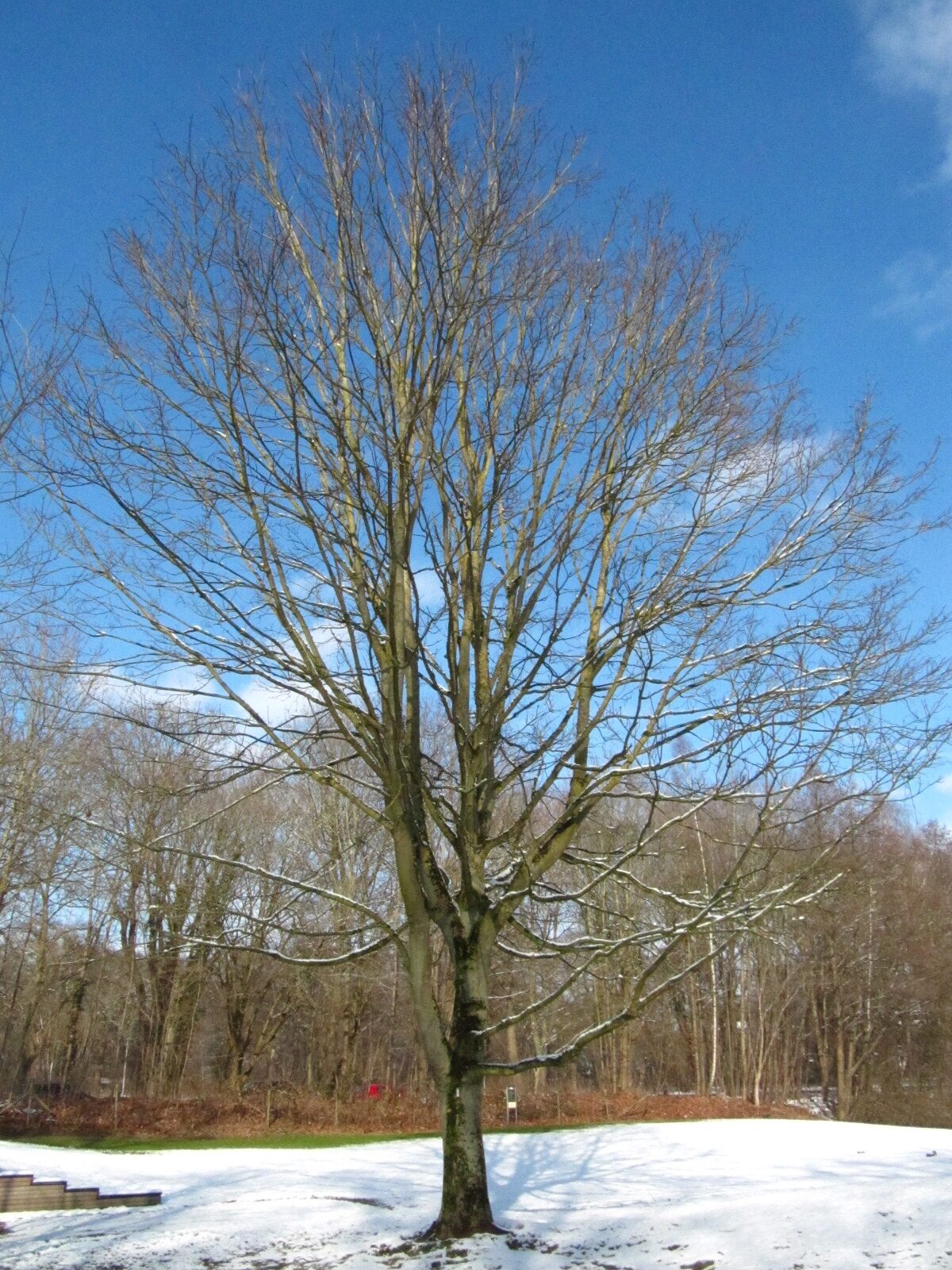 Acer velutinum