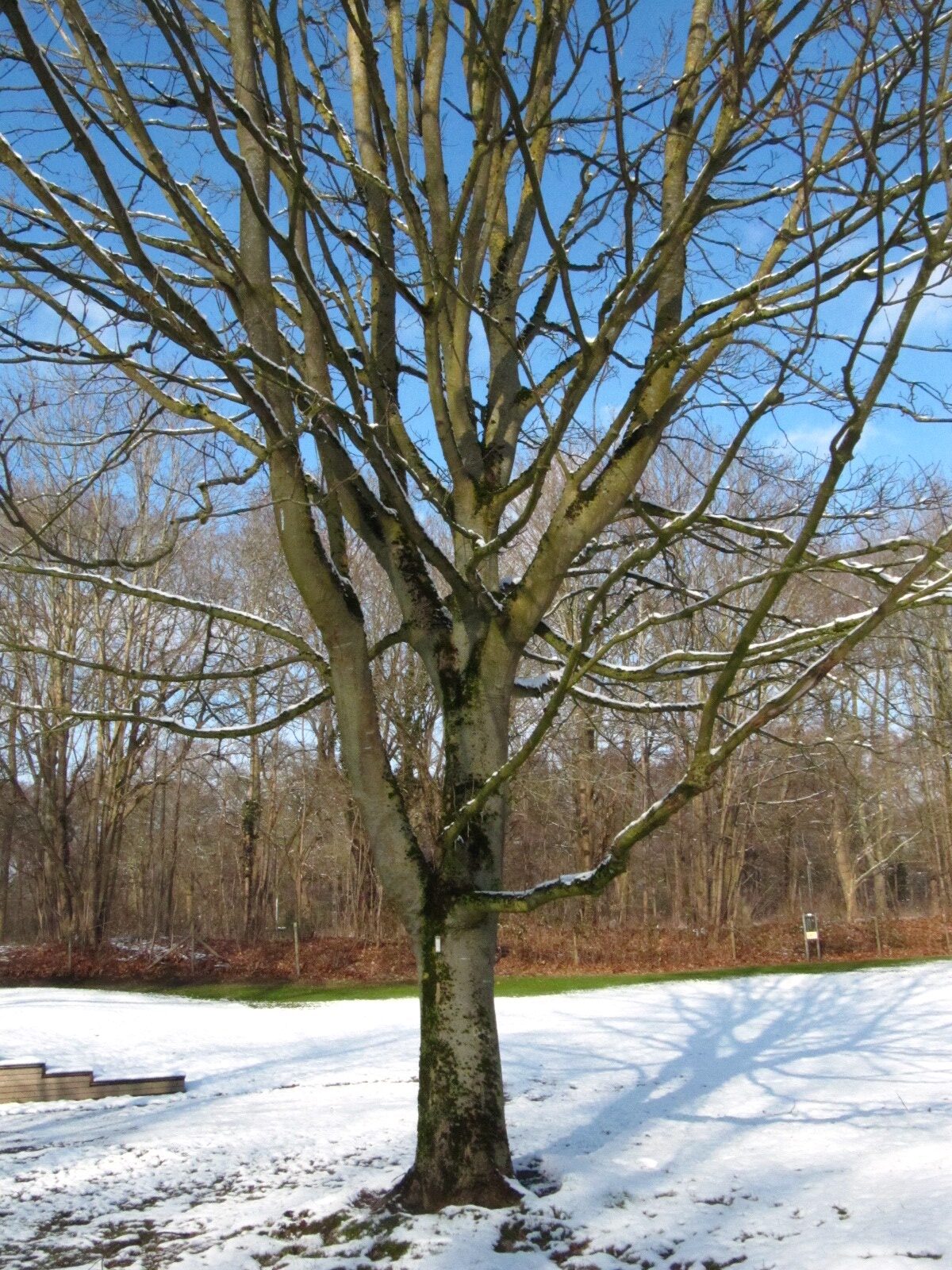 Acer velutinum - Iken Arboretum, Bremen-Oberneuland - Feb. 2026