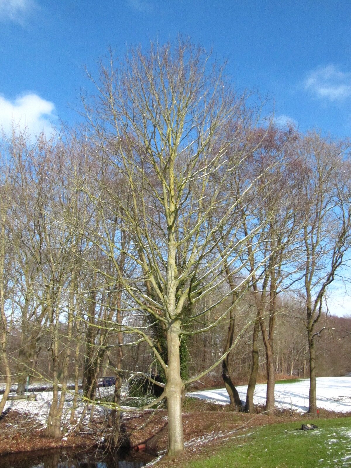 Acer velutinum