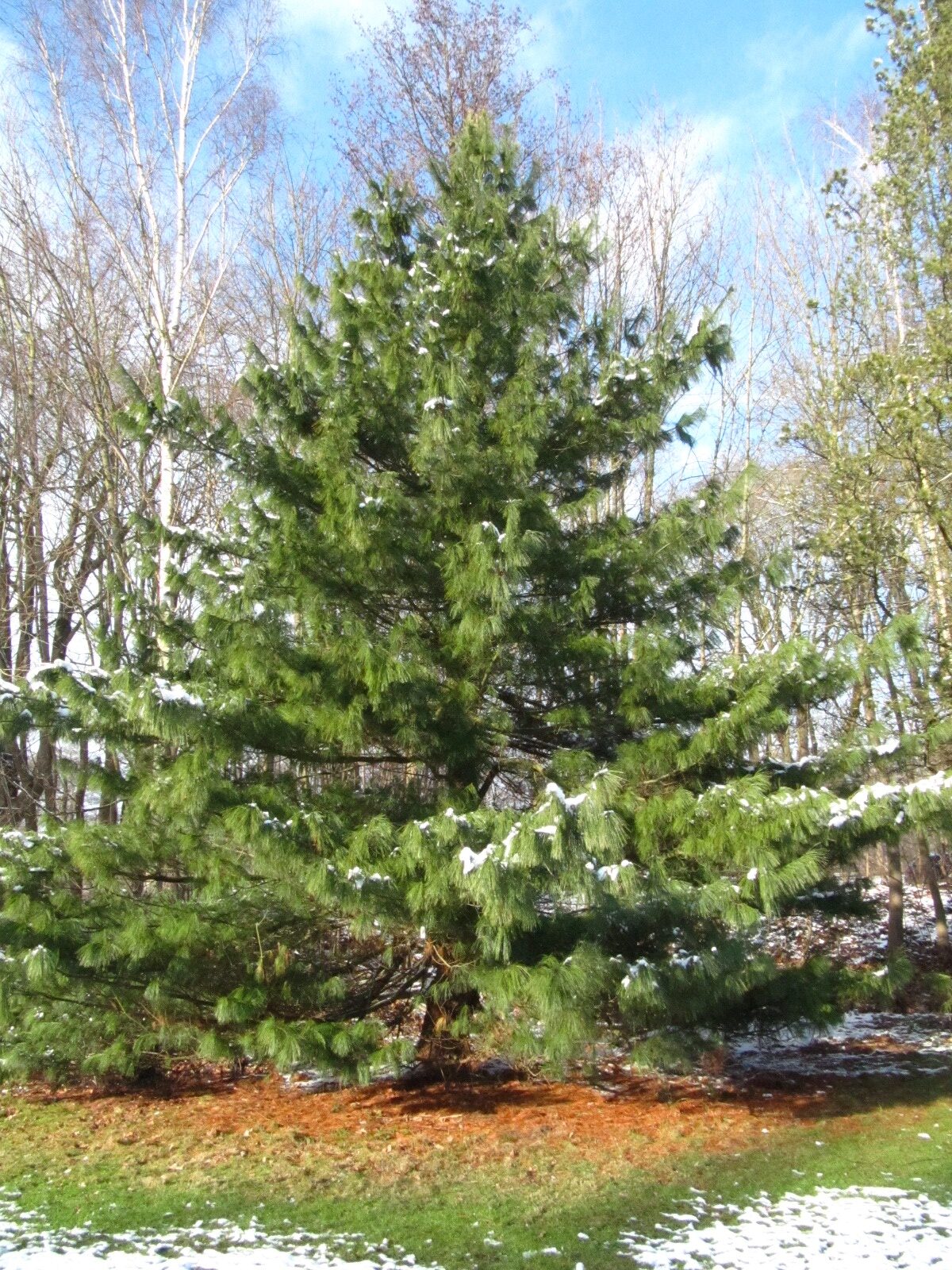 Pinus wallichiana