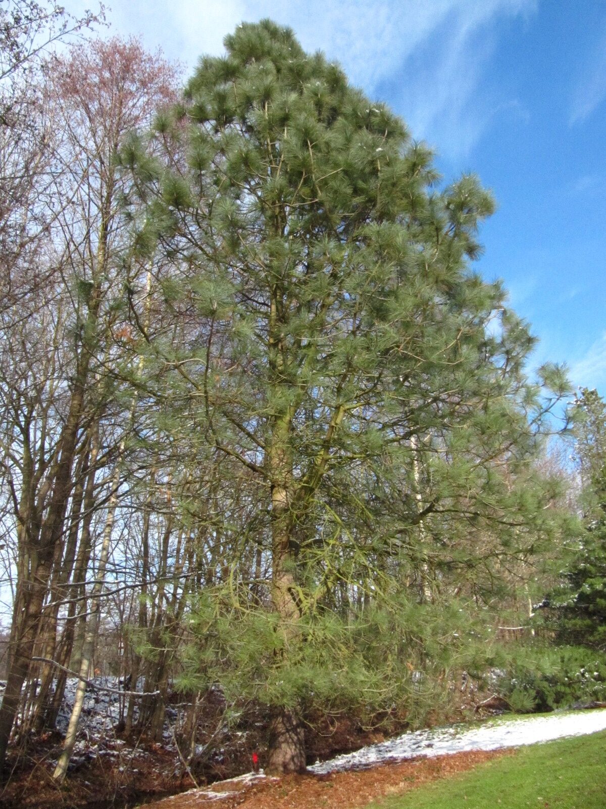jeffreyi Pinus