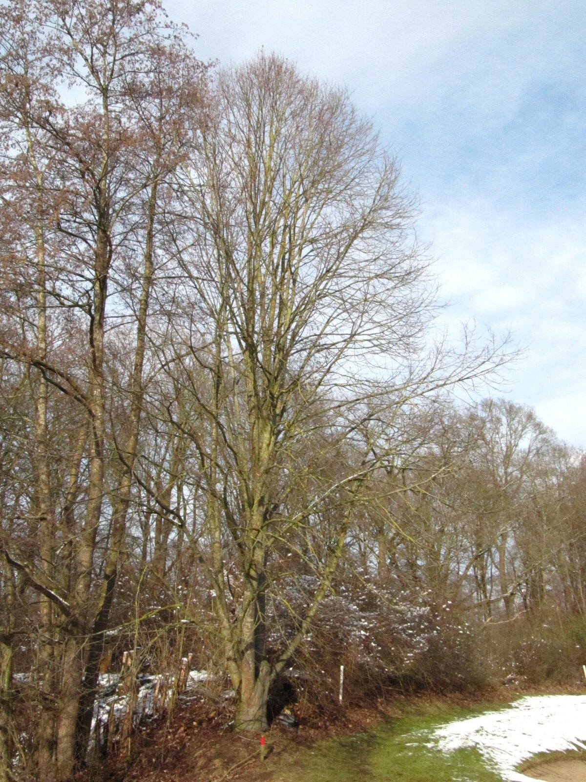 oliveri Tilia