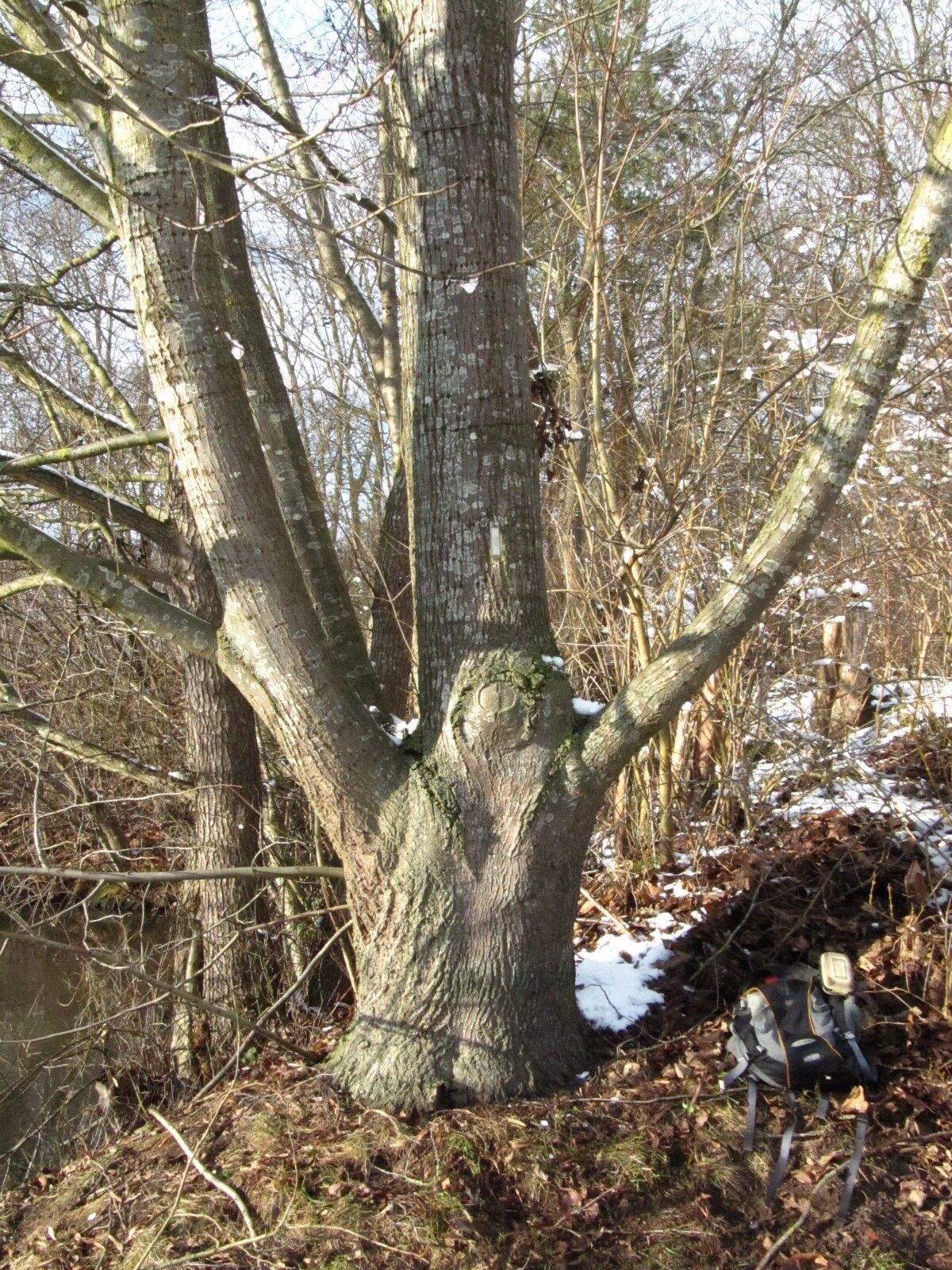Tilia oliveri - Iken Arboretum Bremen-Oberneuland - Feb. 2026