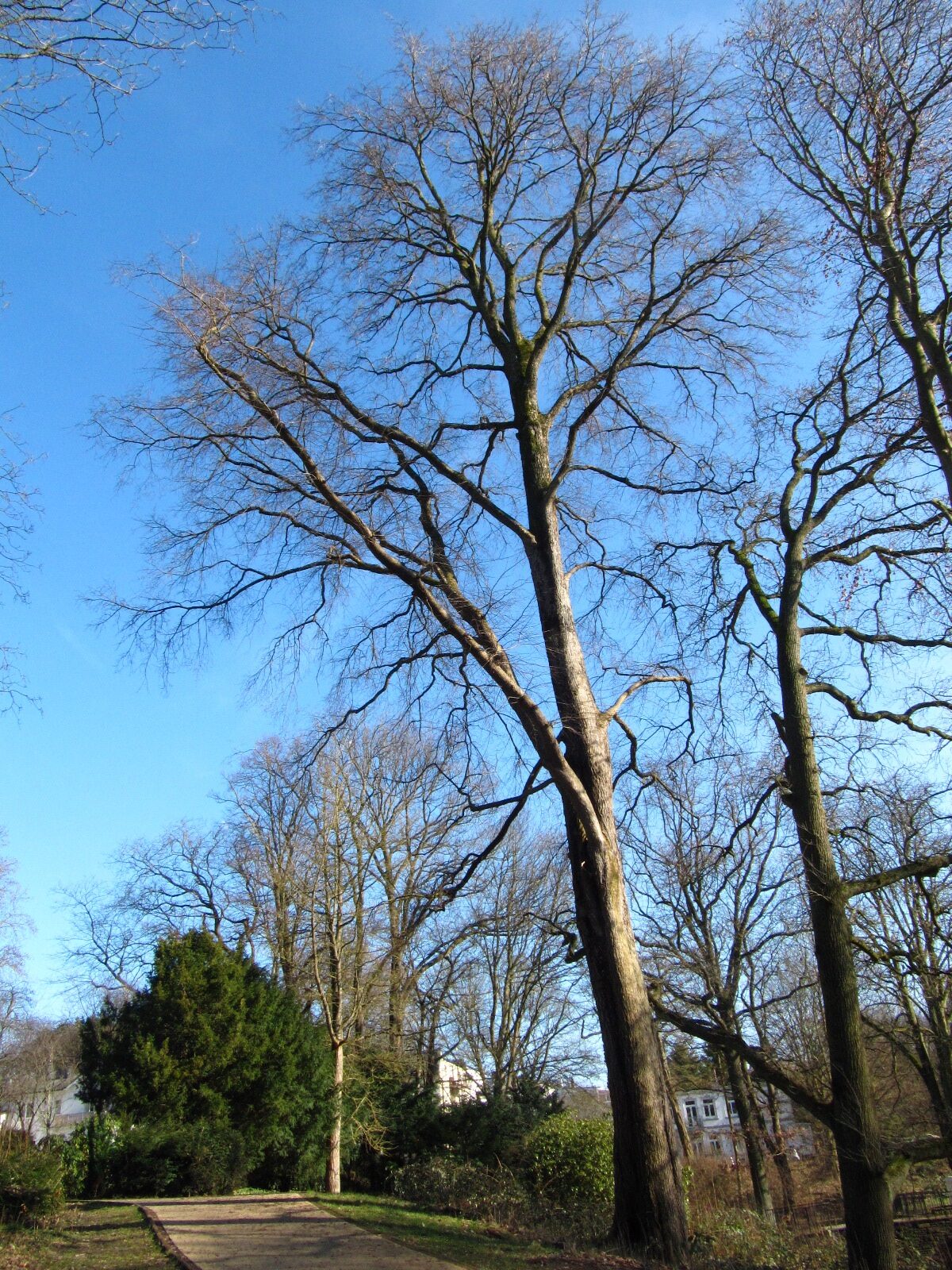Ulmus glabra - Hamburg-Bergedorf - Feb. 2026