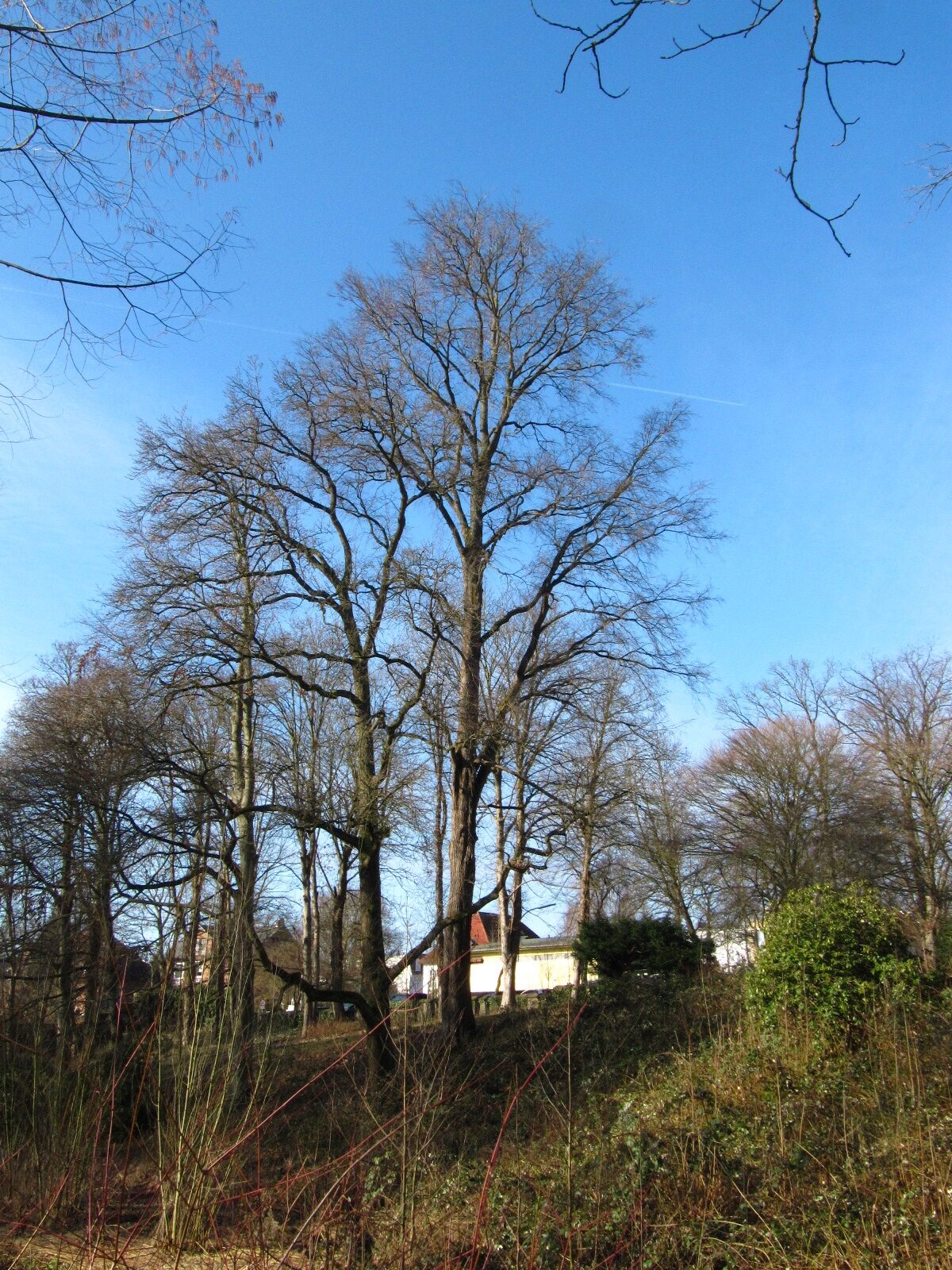 Ulmus glabra - Hamburg-Bergedorf - Feb. 2026
