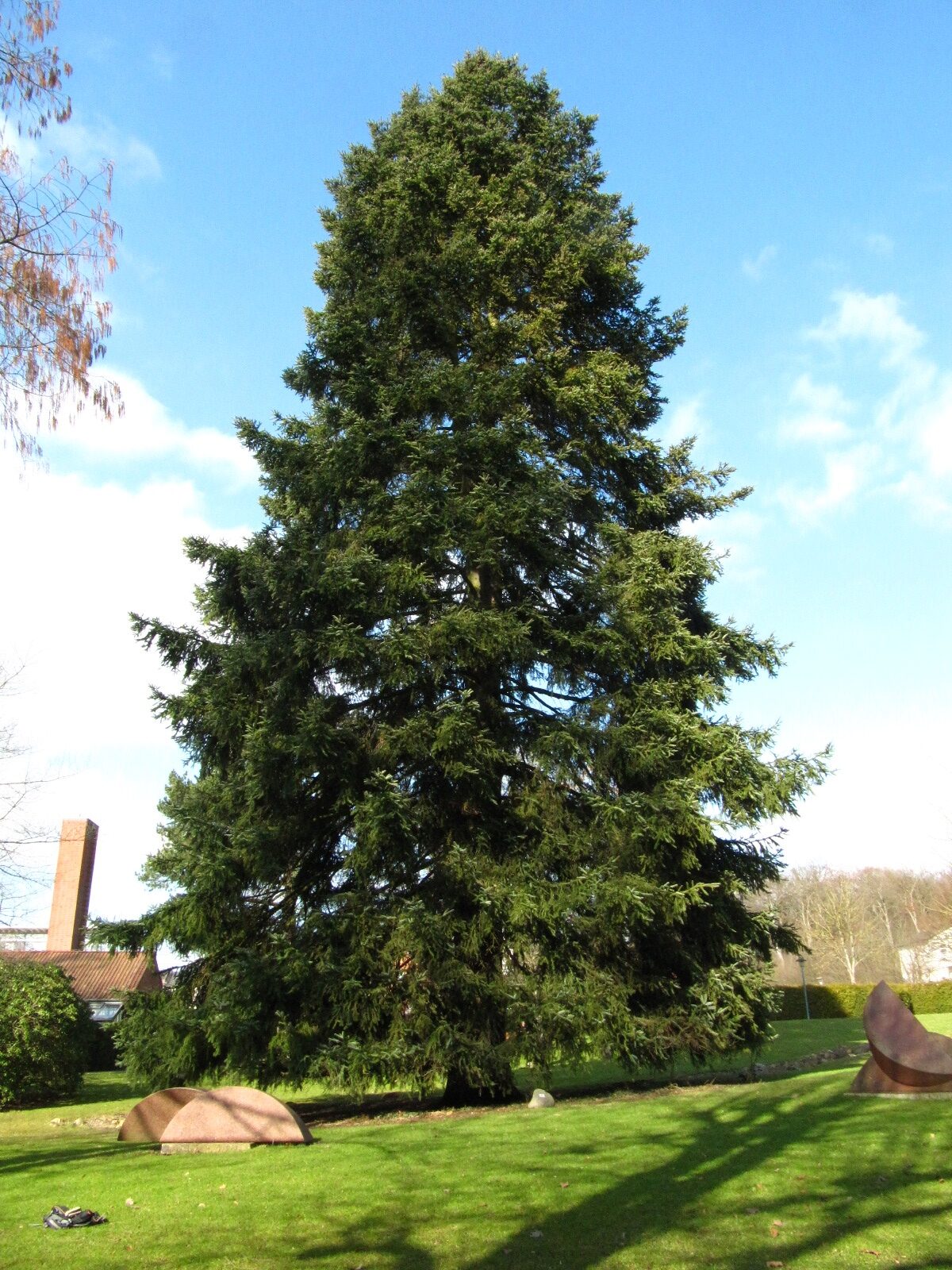 Abies cephalonica - Schloss Reinbek - Feb. 2026