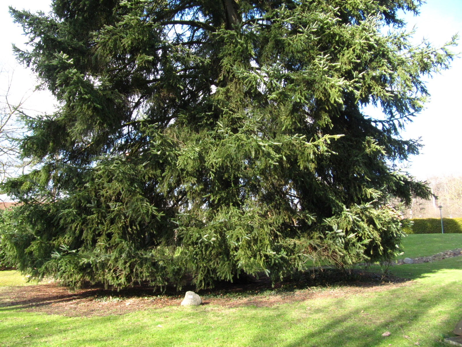 Abies cephalonica - Schloss Reinbek - Feb. 2026