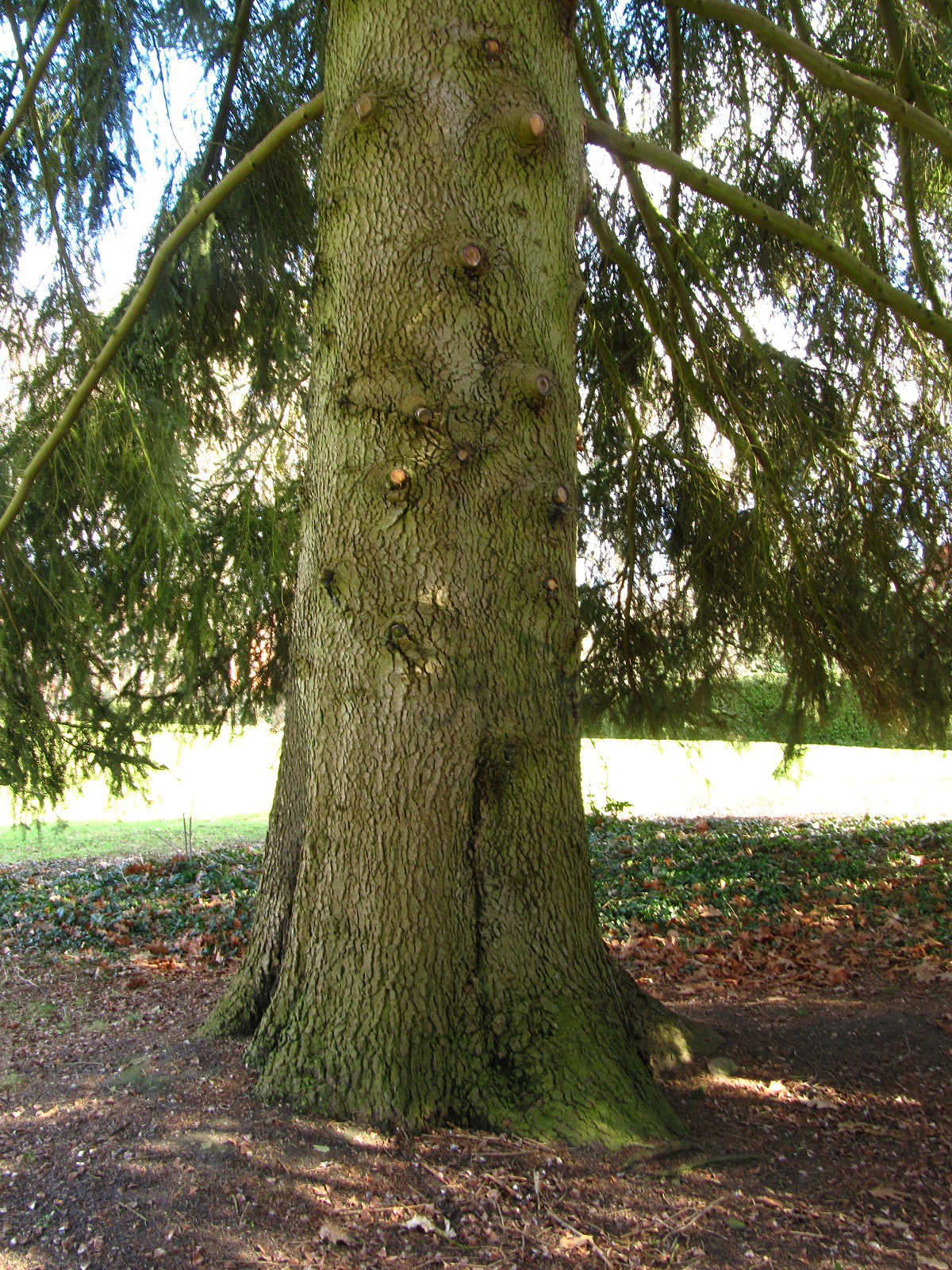 Abies cephalonica - Schloss Reinbek - Feb. 2026