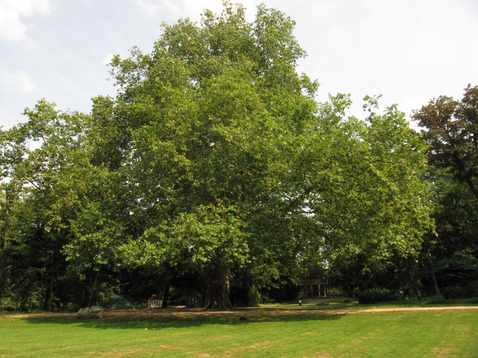 Platanus × hispanica - Paffendorf - Juni 2023