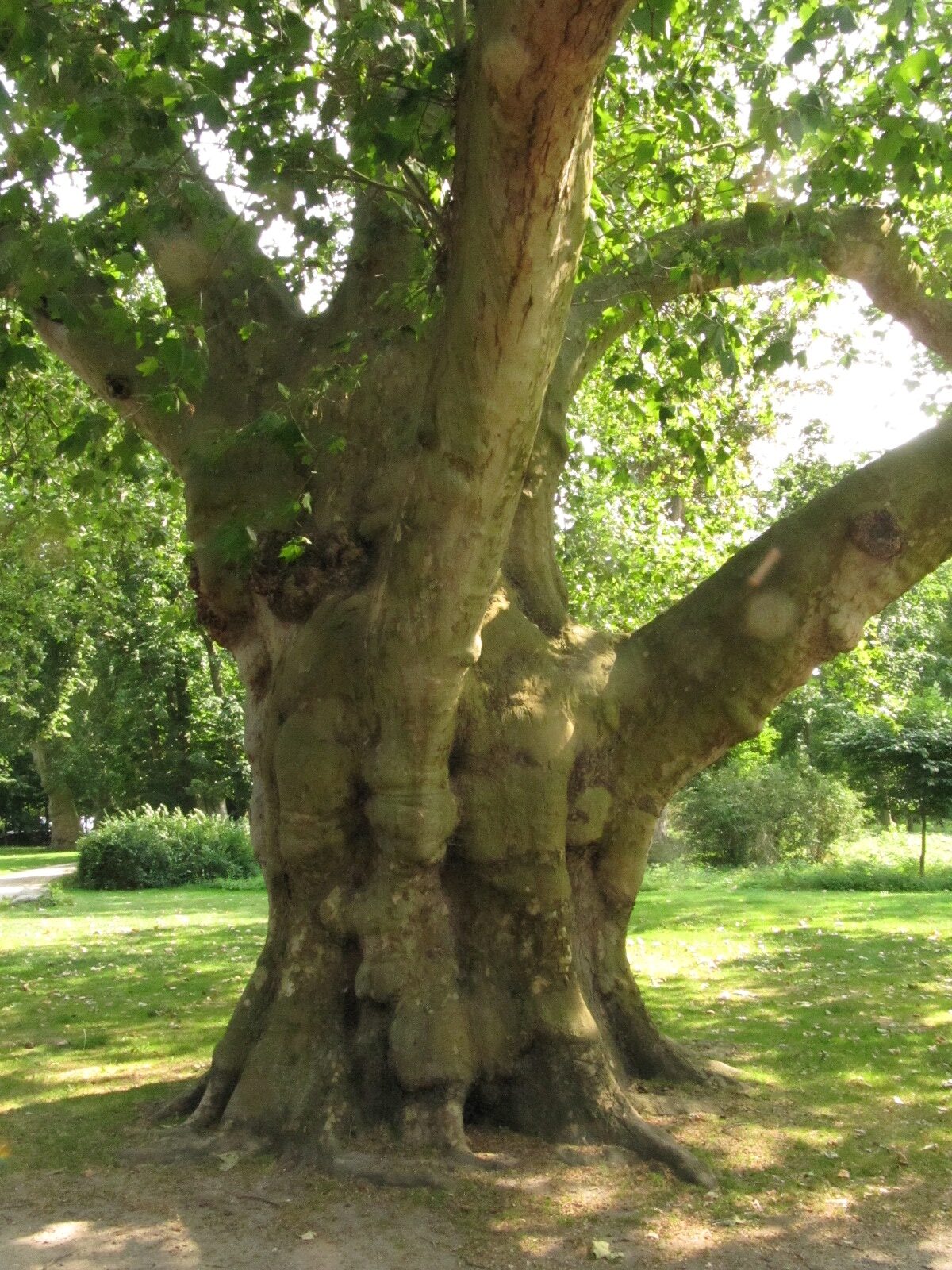 Platanus × hispanica - Paffendorf - Juni 2023