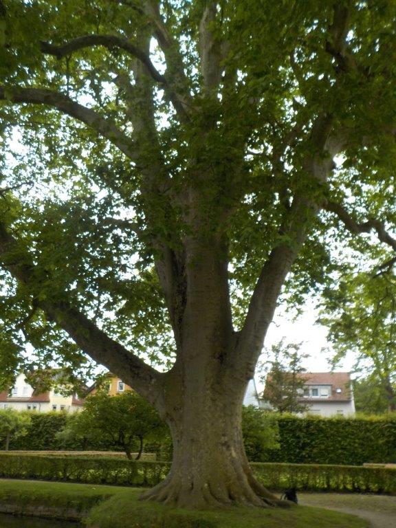 Platanus × hispanica - Veitshöchheim - Juli 2024