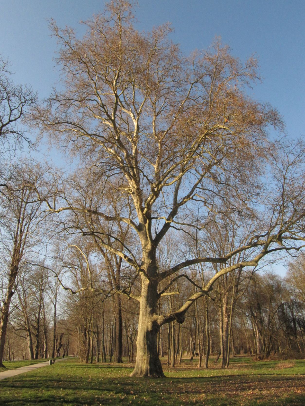 × hispanica Platanus