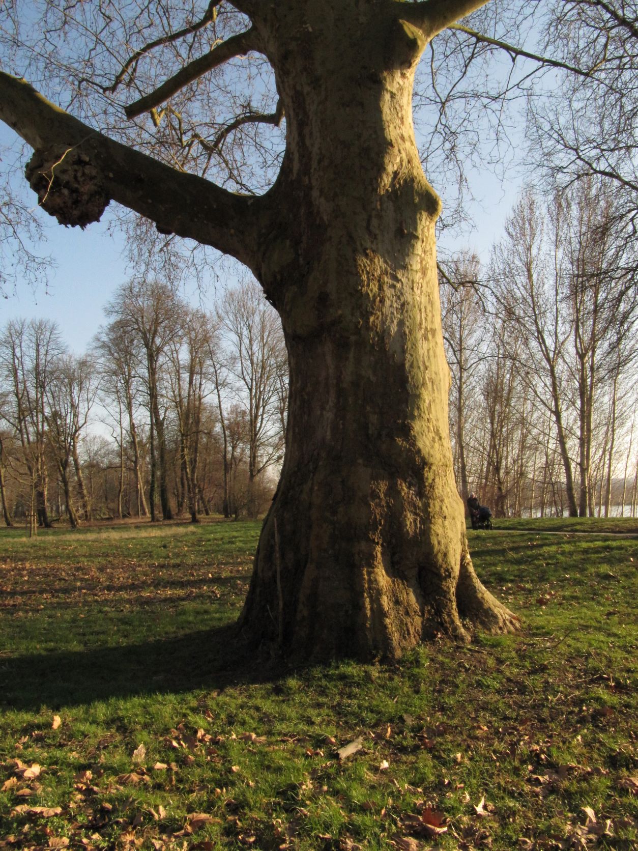 Platanus × hispanica - Neuwied - März 2022