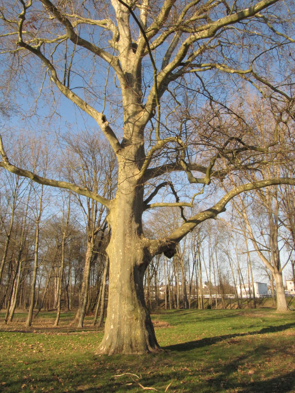 Platanus × hispanica - Neuwied - März 2022