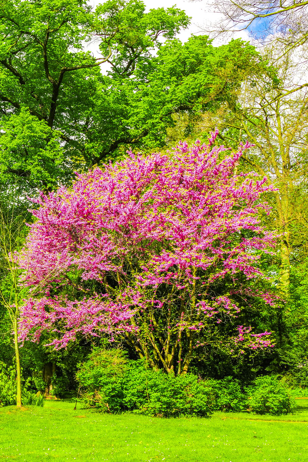 Cercis siliquastrum - Potsdam - April 2024