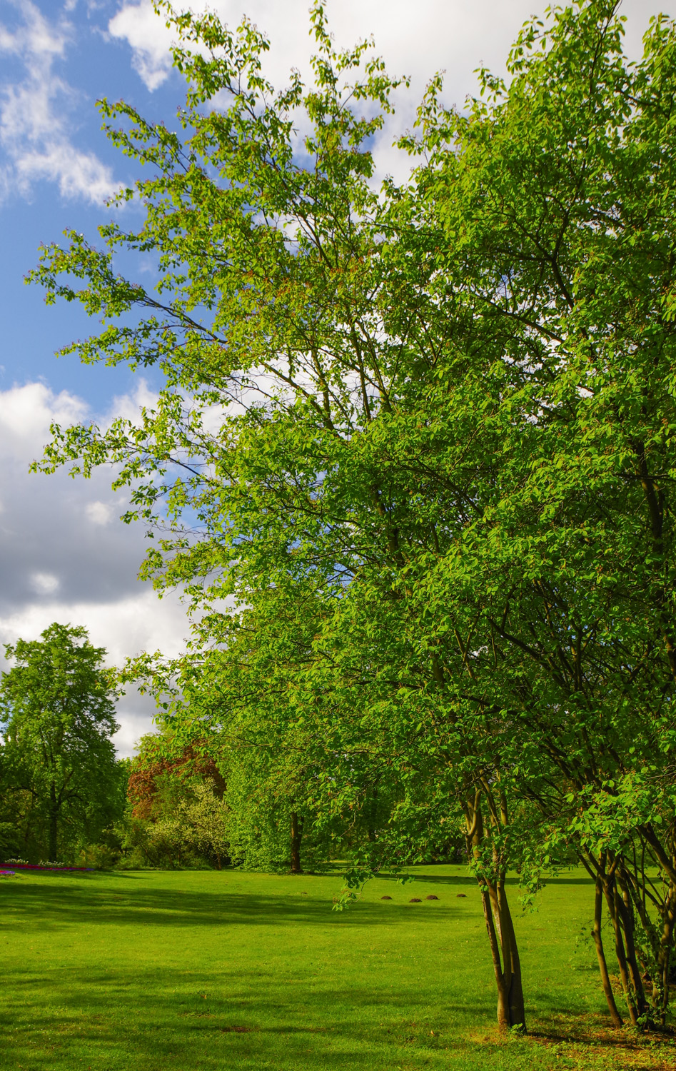 Amelanchier laevis