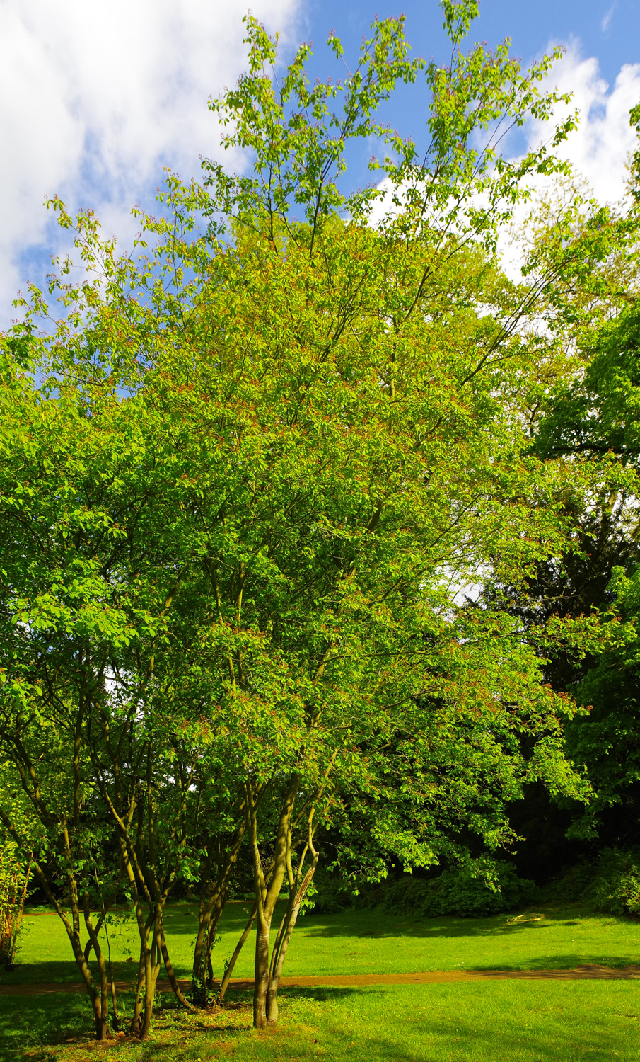 Amelanchier laevis - Potsdam - April 2024