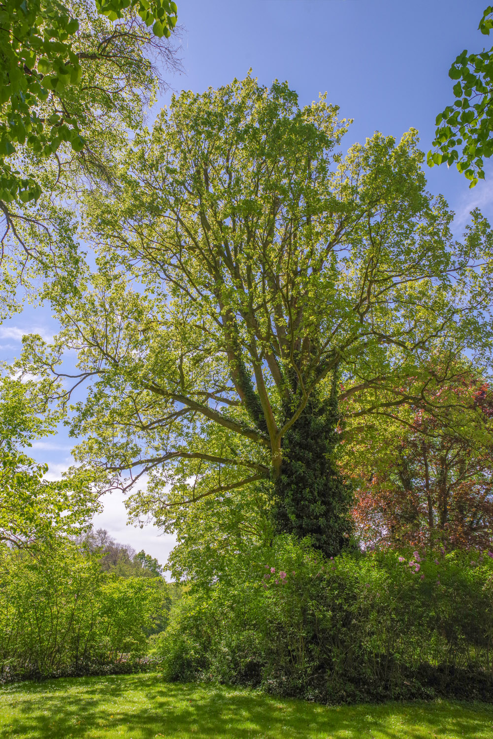 Acer pseudoplatanus