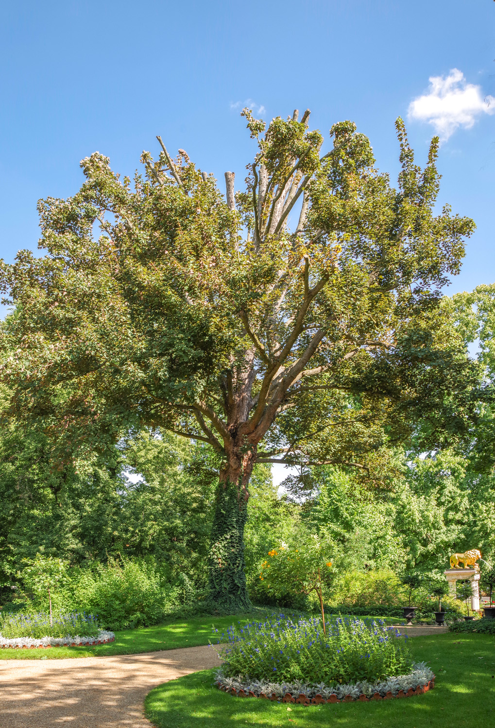Acer pseudoplatanus - Berlin-Wannsee - April 2024