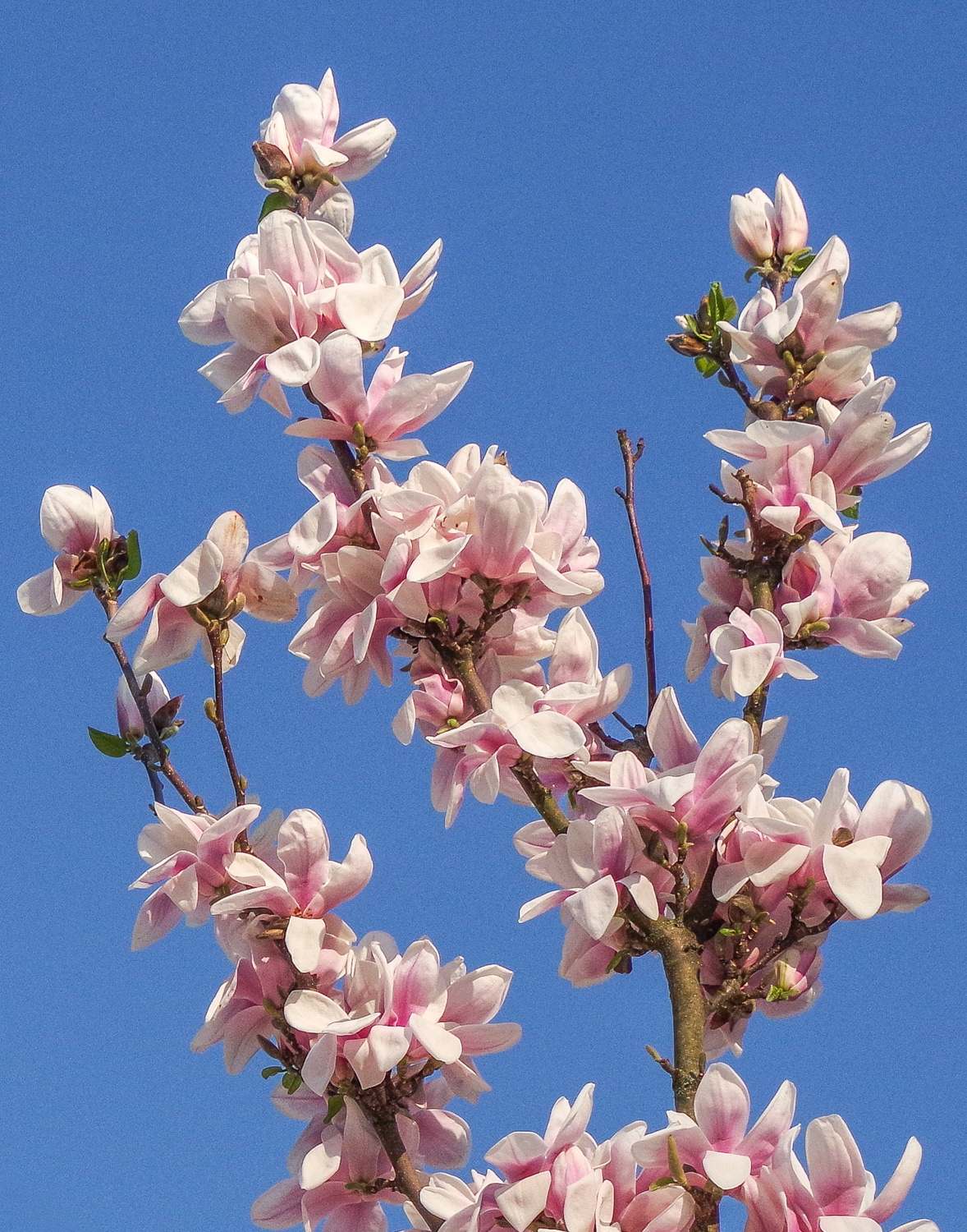 Magnolia denudata - Potsdam - April 2018