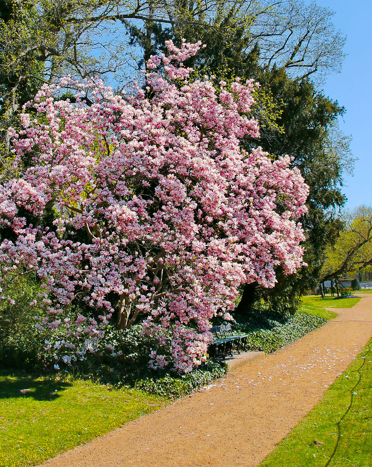 × soulangeana Magnolia