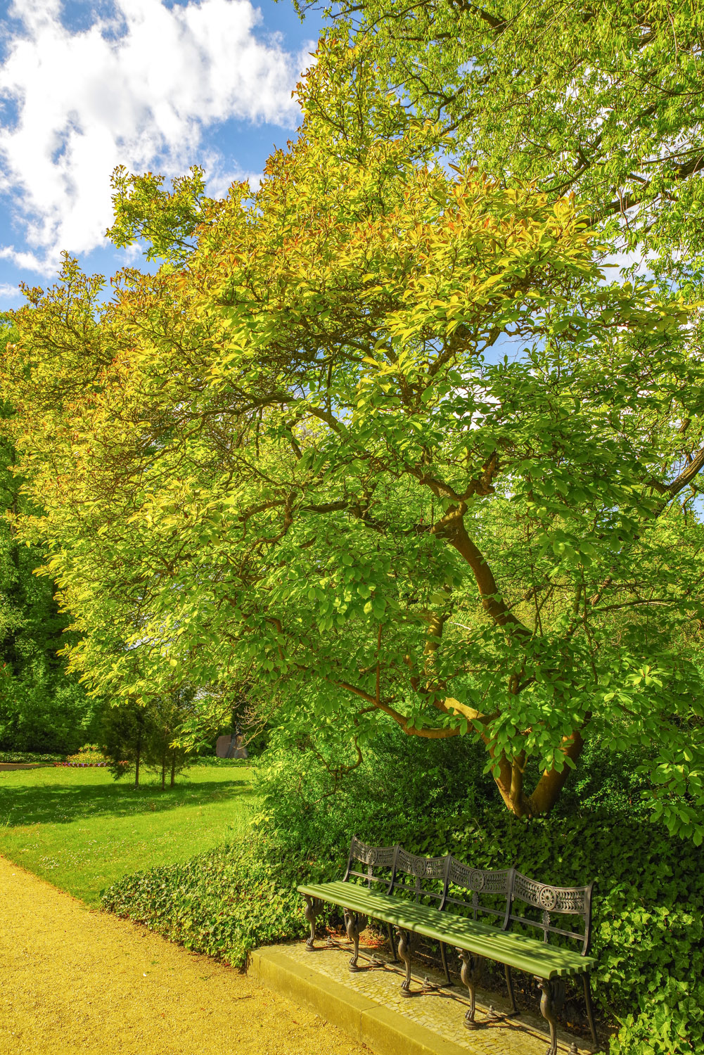 Magnolia × soulangeana - Berlin-Wannsee - April 2024