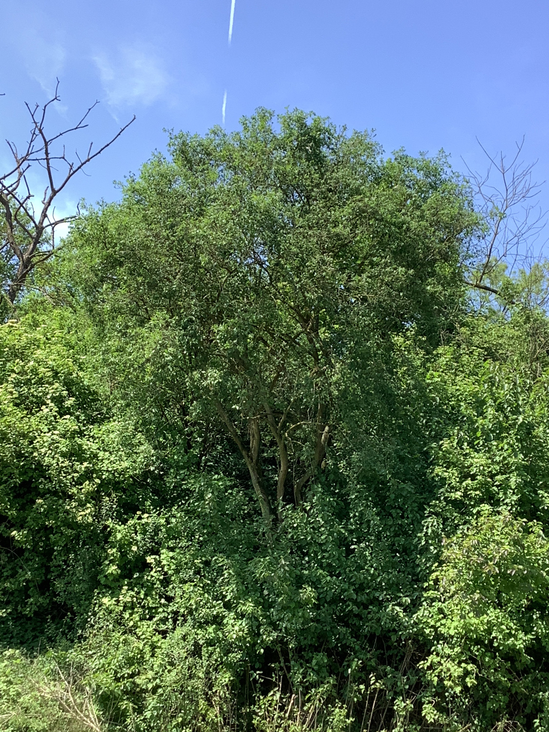 Euonymus europaeus - Bottrop, Brabecker Feld - April 2024