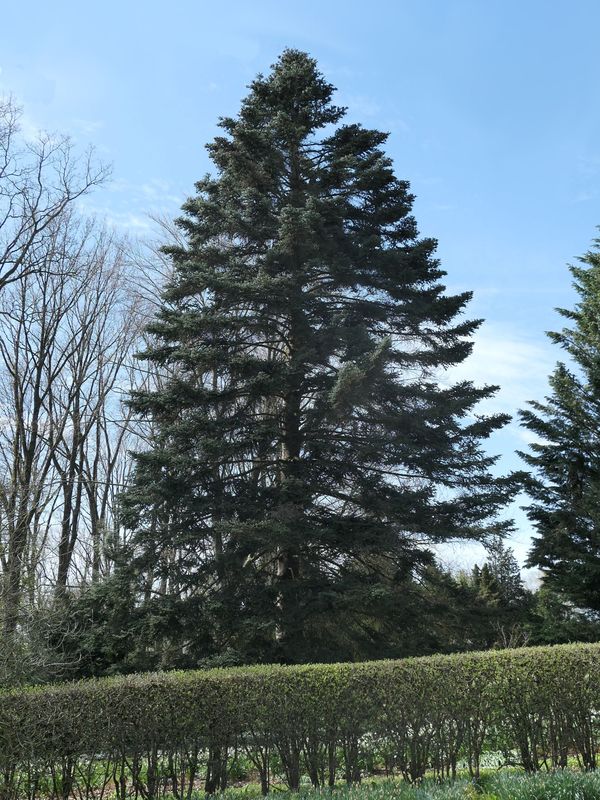 × insignis Abies